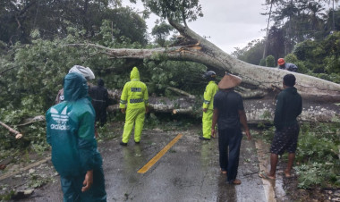Motor Tertimpa Pohon Tumbang Di Jalan Poros Pasarwajo - Lasalimu, Pengendara Dilarikan ke Puskemas