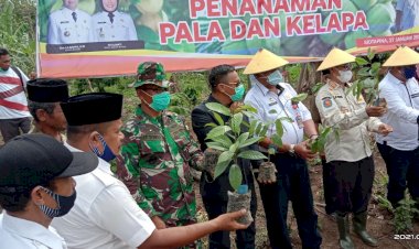 Dukung Program Pemkab Buton, Koramil 1413-13/Lasalimu Bersama Bupati Buton Tanam Bibit Pala dan Kelapa Genja Bersama
