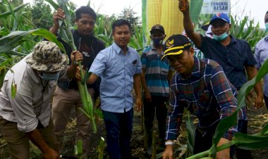 Keterbatasan Lahan Jadi Kendala Utama Sektor Pertanian Buton