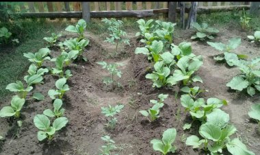 Ini Program PKTD Desa Wabula di Tengah Pandemi Covid-19