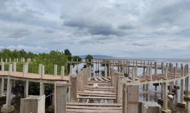 Pembangunan Fasilitas Ekowisata Mangrove Desa Koholimombono 80 Persen Rampung