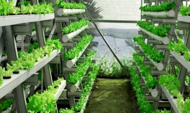 Pemdes Laburunci Realisasikan Program Ketahanan Pangan Tanaman Hidroponik