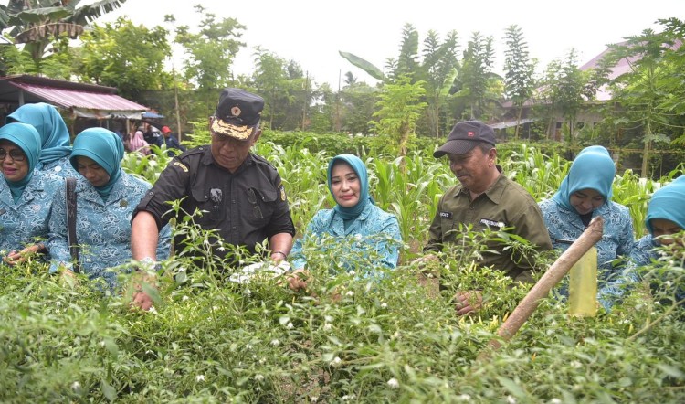 Kendalikan Inflasi di Kabupaten Buton, Pj Ketua TP PKK Ajak Masyarakat Tanam Cabai