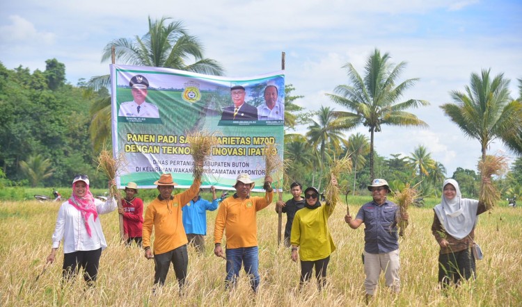 Pemkab Buton Panen Padi Jenis MD70 di Kecamatan Kapontori