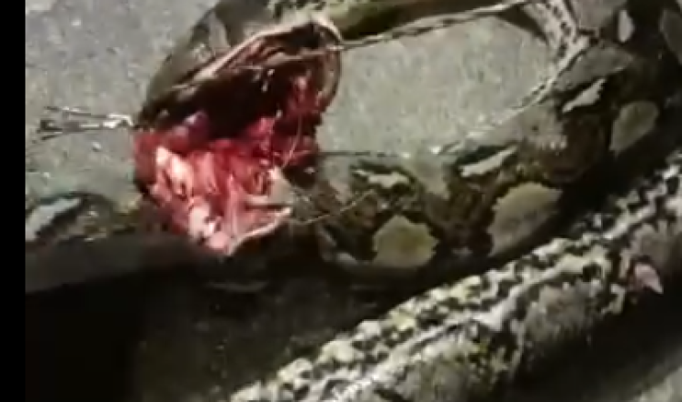 Ular Piton 6 Meter Ditemukan di Pinggir Jalan Wabula-Wasampela